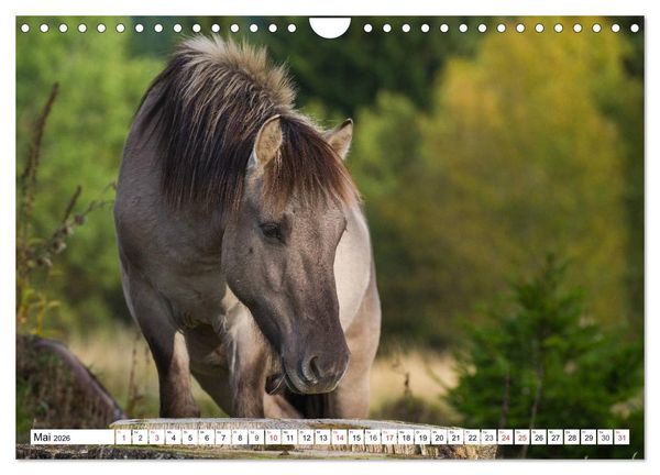 Produktbild: Konik - Frei geboren (Wandkalender 2026 DIN A4 quer), CALVENDO Monatskalender