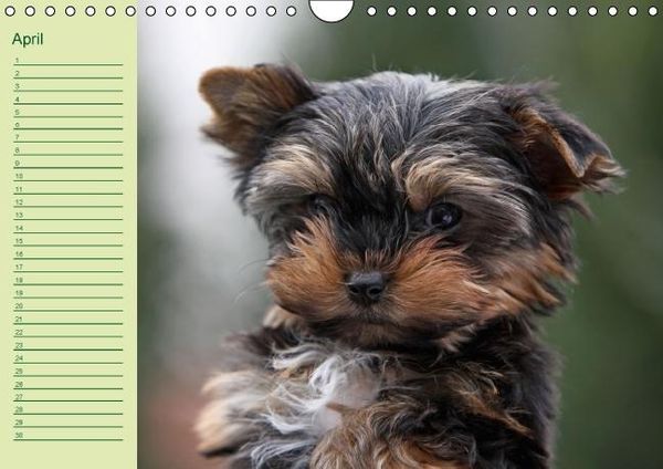 Produktbild: Puppies Birthday Calendar / UK-Version (Wall Calendar perpetual DIN A4 Landscape)