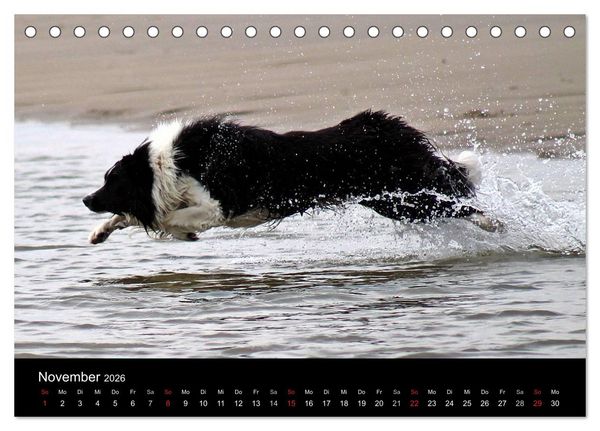 Produktbild: Border Collies machen Urlaub in D&auml;nemark (Tischkalender 2026 DIN A5 quer), CALVENDO Monatskalender