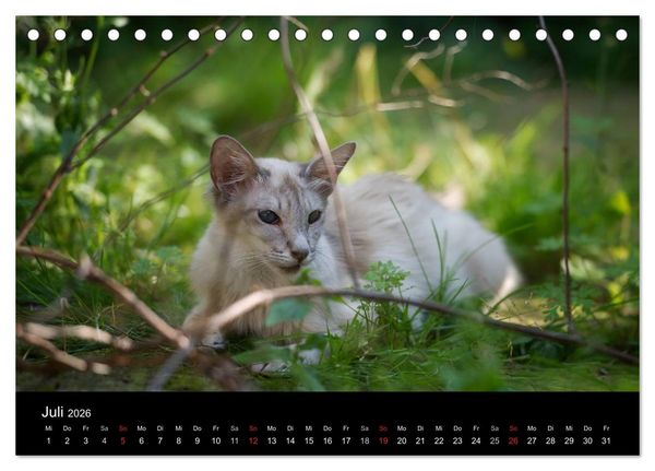 Produktbild: Orientalische Katzen (Tischkalender 2026 DIN A5 quer), CALVENDO Monatskalender