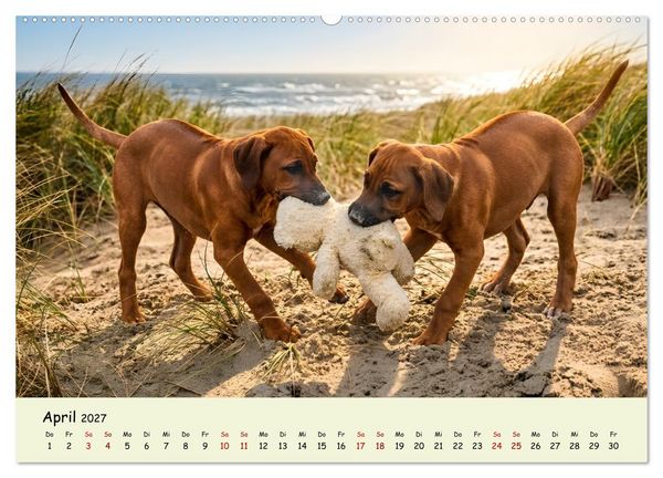 Produktbild: Rhodesian Ridgeback - Welpenzauber (Wandkalender 2027 DIN A2 quer), CALVENDO Monatskalender