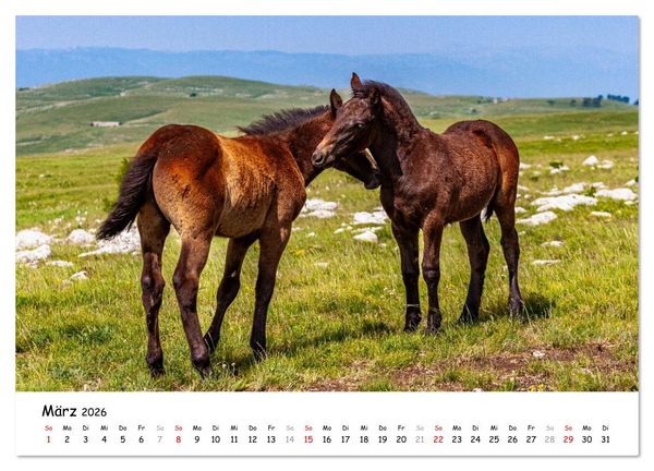 Produktbild: Wildpferde am Kruzi Plateau (Wandkalender 2026 DIN A3 quer), CALVENDO Monatskalender