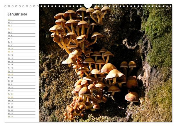 Produktbild: Schwammerl Egerlinge Pilze (Wandkalender 2026 DIN A3 quer), CALVENDO Monatskalender