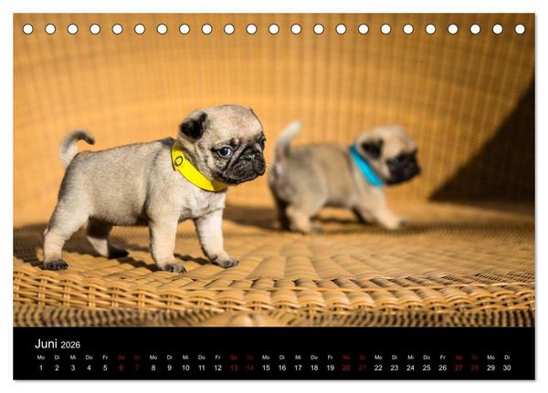 Produktbild: Mopswelpen (Tischkalender 2026 DIN A5 quer), CALVENDO Monatskalender