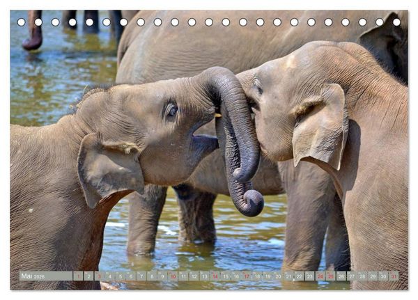 Produktbild: Asiatische und afrikanische Elefanten (Tischkalender 2026 DIN A5 quer), CALVENDO Monatskalender