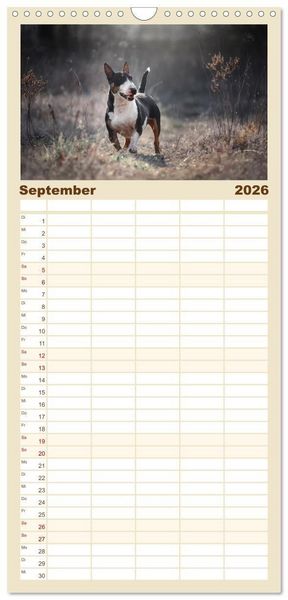 Produktbild: Familienplaner 2026 - Bullterrier - charmante Herzensbrecher mit 5 Spalten (Wandkalender, 21 x 45 cm) CALVENDO