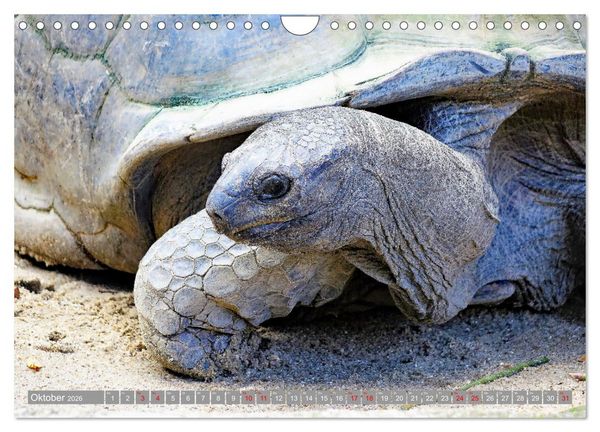 Produktbild: Auf Inseltour im Indischen Ozean (Wandkalender 2026 DIN A4 quer), CALVENDO Monatskalender