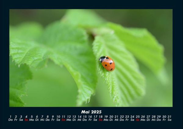 Produktbild: K&auml;fer 2025 Fotokalender DIN A4