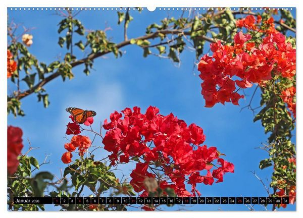 Produktbild: Puerto de la Cruz - Stadt am Atlantik (Wandkalender 2026 DIN A2 quer), CALVENDO Monatskalender
