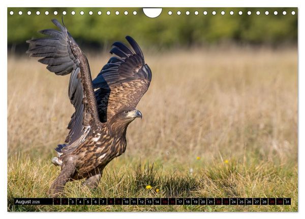 Produktbild: Seeadler in Polen (Wandkalender 2026 DIN A4 quer), CALVENDO Monatskalender