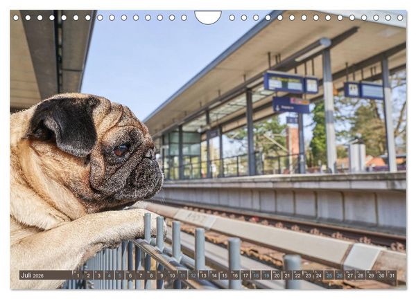 Produktbild: Reinbek mopsfidel (Wandkalender 2026 DIN A4 quer), CALVENDO Monatskalender