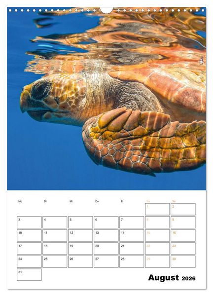 Produktbild: Wunderbare Wasserwelt der Meeresschildkr&ouml;ten (Wandkalender 2026 DIN A3 hoch), CALVENDO Monatskalender