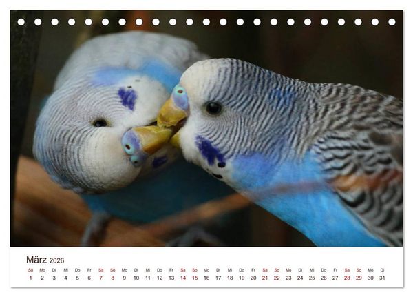Produktbild: Wellensittiche - der NEUE Kalender (Tischkalender 2026 DIN A5 quer), CALVENDO Monatskalender