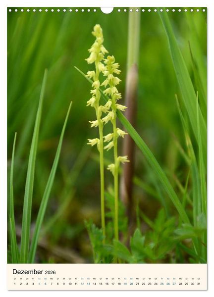 Produktbild: Einheimische Orchideen (Wandkalender 2026 DIN A3 hoch), CALVENDO Monatskalender