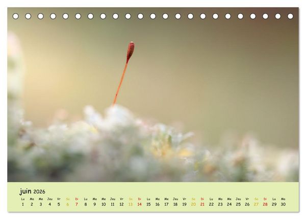 Produktbild: Le monde majestueux des mousses (Calendrier de bureau 2026 DIN A5 vertical), CALVENDO calendrier mensuel