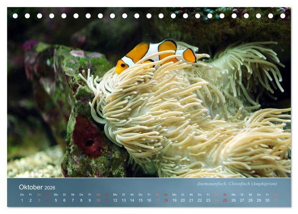 Produktbild: Bunte Riffbewohner - Fische, Anemonen und noch viel mehr (Tischkalender 2026 DIN A5 quer), CALVENDO Monatskalender