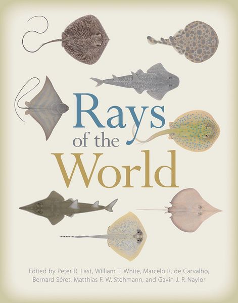 Produktbild: Rays of the World