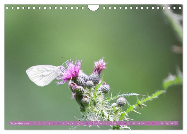 Produktbild: Lila Bl&uuml;tenzauber (Wandkalender 2026 DIN A4 quer), CALVENDO Monatskalender