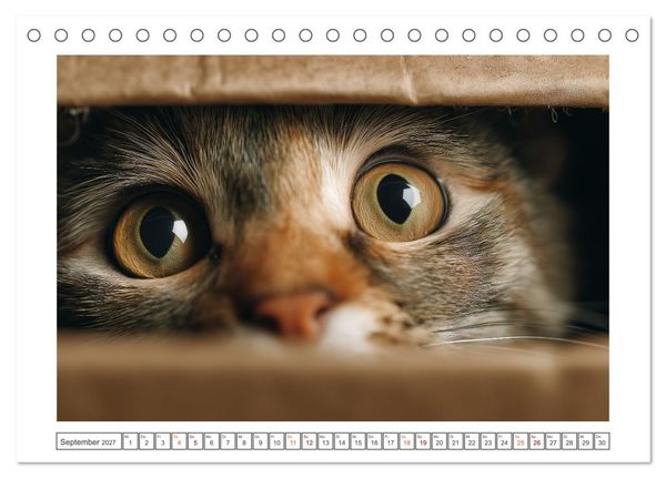 Produktbild: Miau macht gl&uuml;cklich (Tischkalender 2027 DIN A5 quer), CALVENDO Monatskalender
