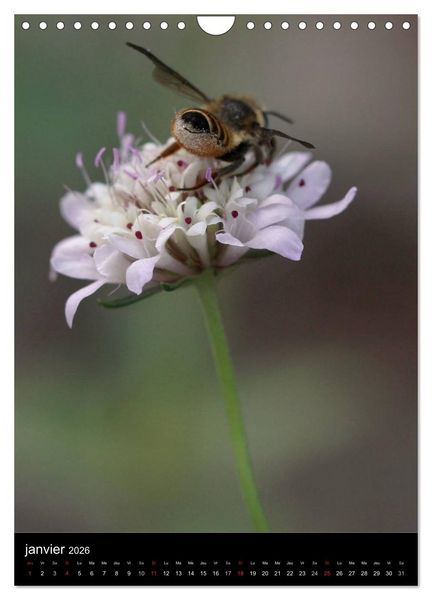 Produktbild: Les abeilles et bourdons de Provence (Calendrier mural 2026 DIN A4 horizontal), CALVENDO calendrier mensuel