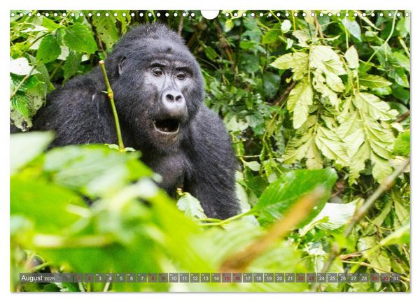 Produktbild: Gorillas ohne Nebel (Wandkalender 2026 DIN A3 quer), CALVENDO Monatskalender