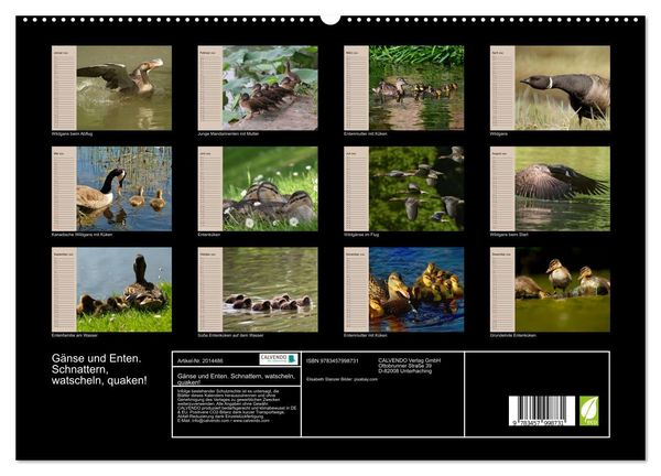 Produktbild: G&auml;nse und Enten. Schnattern, watscheln, quaken! (hochwertiger Premium Wandkalender 2026 DIN A2 quer), Kunstdruck in Hochglanz