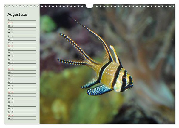 Produktbild: Knallbunte Wasserwelt. Die Welt der Fische (Wandkalender 2026 DIN A3 quer), CALVENDO Monatskalender
