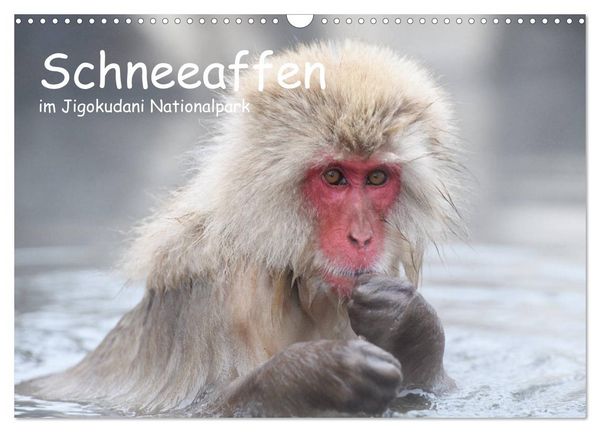 Produktbild: Schneeaffen im Jigokudani Nationalpark (Wandkalender 2026 DIN A3 quer), CALVENDO Monatskalender