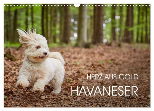 Produktbild: Havaneser - Herz aus Gold (Wandkalender 2026 DIN A3 quer), CALVENDO Monatskalender