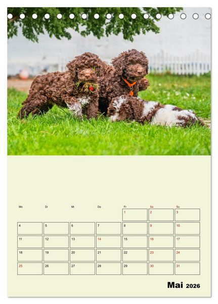 Produktbild: Lagotto Romagnolo - Der Tr&uuml;ffelhund Italiens - Planer (Tischkalender 2026 DIN A5 hoch), CALVENDO Monatskalender