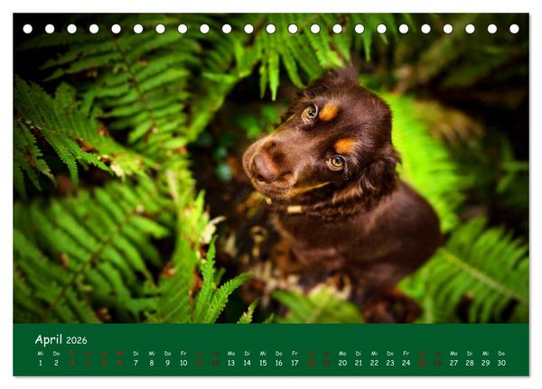 Produktbild: Elvis ein Engl. Cocker Spaniel wird Gro&szlig; (Tischkalender 2026 DIN A5 quer), CALVENDO Monatskalender