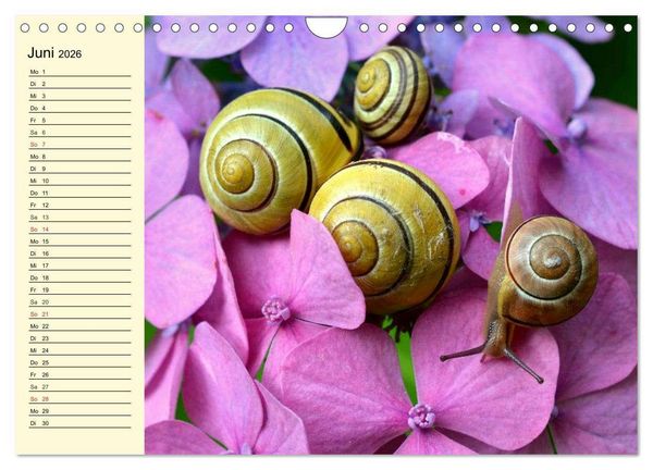 Produktbild: Schnecken. Witzige Schleimer (Wandkalender 2026 DIN A4 quer), CALVENDO Monatskalender