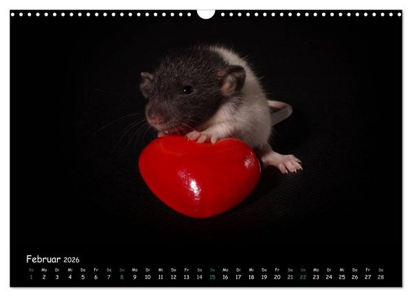 Produktbild: Fellnasen. Die bunte Welt der Farbratten. (Wandkalender 2026 DIN A3 quer), CALVENDO Monatskalender