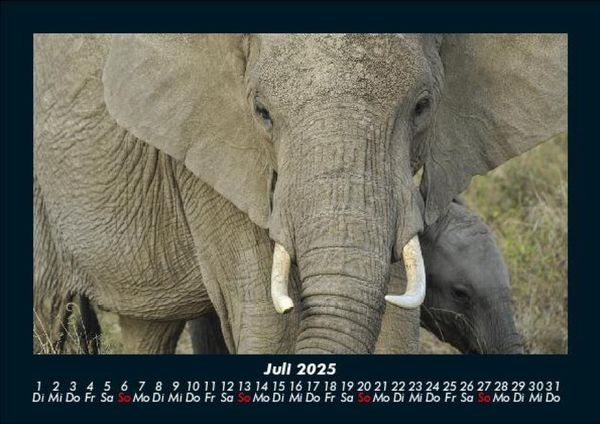 Produktbild: Elefanten - Die sanften Riesen Afrikas 2025 Fotokalender DIN A5