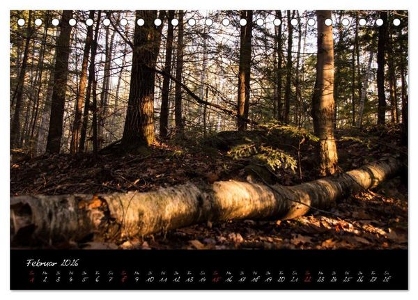 Produktbild: Wald (Tischkalender 2026 DIN A5 quer), CALVENDO Monatskalender