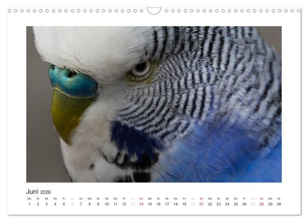 Produktbild: Kunterbunte Papageien und Sittiche (Wandkalender 2026 DIN A3 quer), CALVENDO Monatskalender
