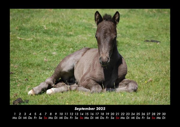 Produktbild: Die Welt der Pferde 2025 Fotokalender DIN A3