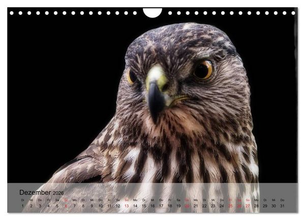 Produktbild: Falken und Greifv&ouml;gel. Edle J&auml;ger (Wandkalender 2026 DIN A4 quer), CALVENDO Monatskalender