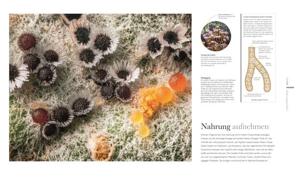 Produktbild: Mikrokosmos - Wunderwelt der kleinsten Lebewesen