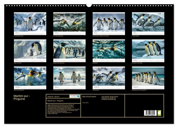 Produktbild: Maritim pur - Pinguine (Wandkalender 2026 DIN A2 quer), CALVENDO Monatskalender