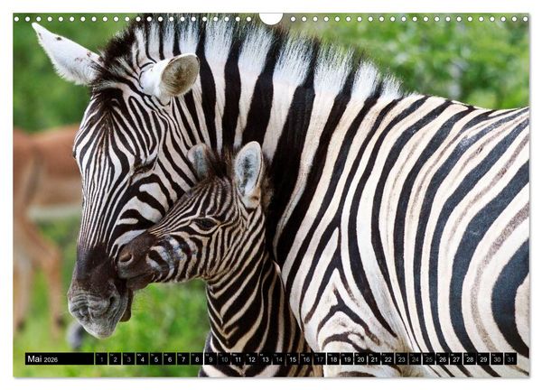 Produktbild: Afrikas Tierwelt: Zebras (Wandkalender 2026 DIN A3 quer), CALVENDO Monatskalender