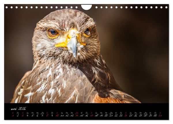 Produktbild: FACES DE RAPACES (Calendrier mural 2026 DIN A4 vertical), CALVENDO calendrier mensuel