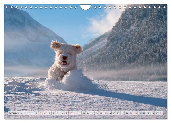 Produktbild: Lagotto Romagnolo in den Alpen 2026 (Wandkalender 2026 DIN A4 quer), CALVENDO Monatskalender
