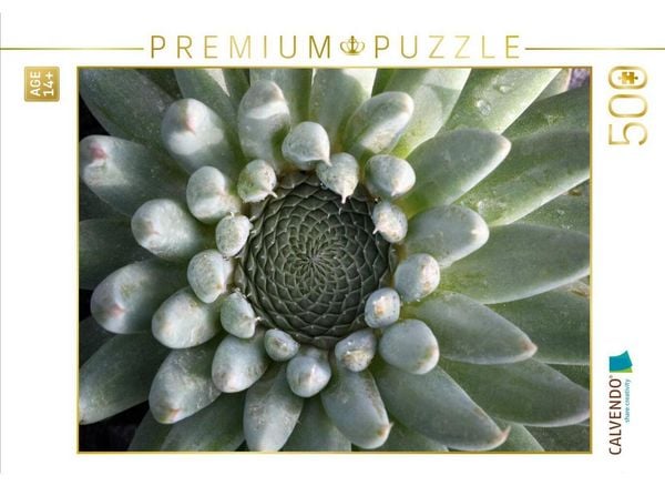 CALVENDO Puzzle Orostachys | 500 Teile Lege-Größe 48 × 36 cm Foto-Puzzle für Erwachsene