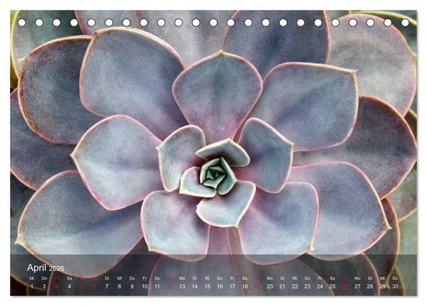 Produktbild: Sukkulenten in Haus und Garten (Tischkalender 2026 DIN A5 quer), CALVENDO Monatskalender