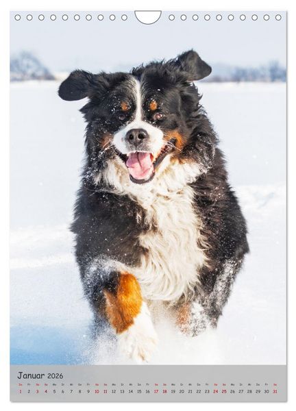 Produktbild: Berner Sennenhund - Ein Hund f&uuml;r alle F&auml;lle (Wandkalender 2026 DIN A4 hoch), CALVENDO Monatskalender