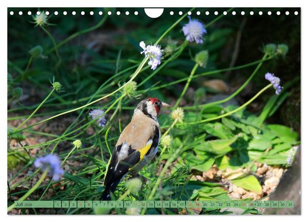 Produktbild: Distelfink (Wandkalender 2026 DIN A4 quer), CALVENDO Monatskalender