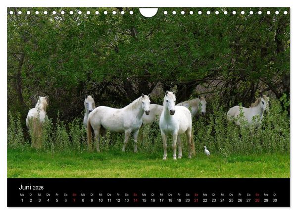 Produktbild: Faszination Pferde (Wandkalender 2026 DIN A4 quer), CALVENDO Monatskalender