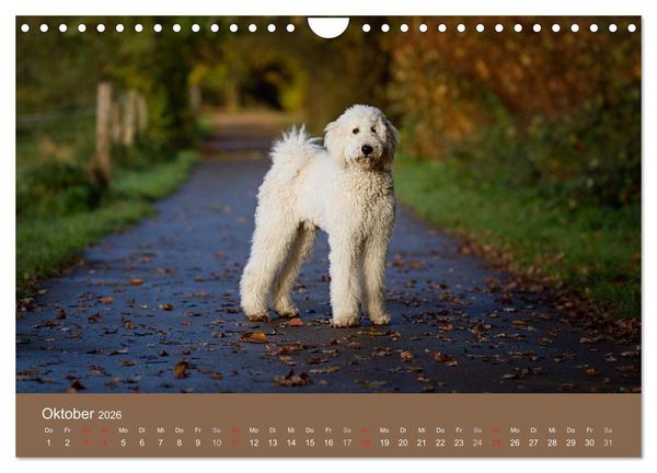 Produktbild: Pudel (Wandkalender 2026 DIN A4 quer), CALVENDO Monatskalender