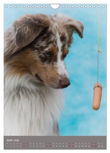 Produktbild: Hundegesichter beim W&uuml;rstchenschnappen (Wandkalender 2026 DIN A4 hoch), CALVENDO Monatskalender